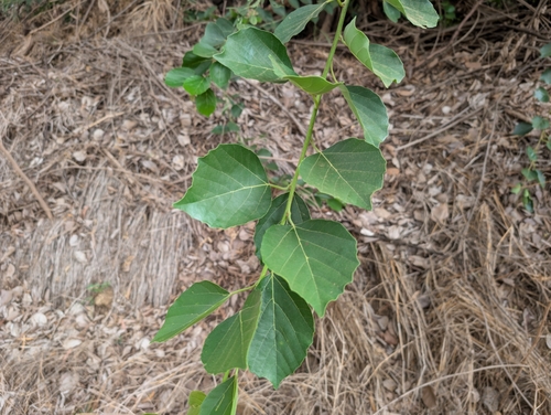 Cordia dichotoma observed 2024-12-28