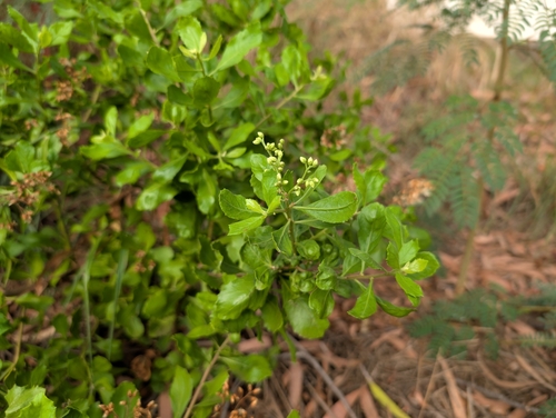 Image of Pluchea indica by (c) Damien Wallace, some rights reserved (CC BY)