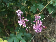 Allium carinatum