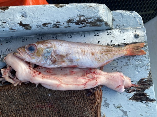 Pygmy rockfish (Sebastes wilsoni) — Sebastidae — 3