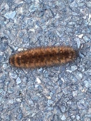 Phragmatobia