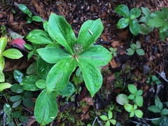 Cornus unalaschkensis