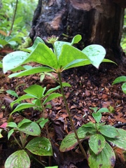 Cornus unalaschkensis