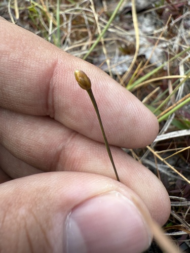 Image of Xyris flabelliformis by (c) Brandon Corder, some rights reserved (CC BY)
