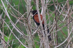 Centropus sinensis intermedius