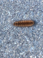 Phragmatobia