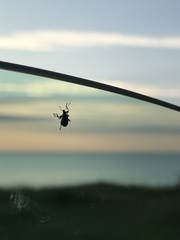 Polydrusus formosus