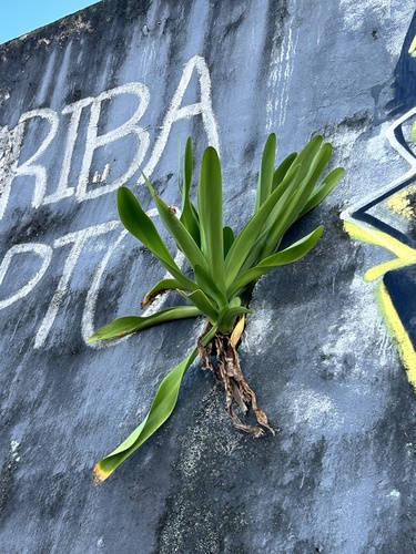 Hymenocallis latifolia, photograph 5