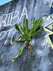 Hymenocallis latifolia, photograph author not stated, no rights reserved