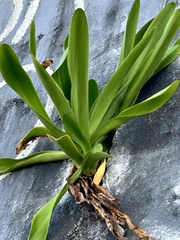 Hymenocallis latifolia, photograph author not stated, no rights reserved