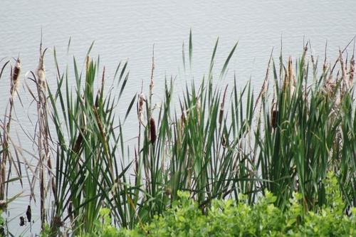 Typha, 2024-12-28