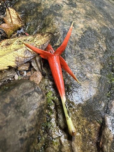 Fuchsia venusta, photograph 6