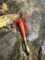 Fuchsia venusta, photograph (c) Nicolás Baresch Uribe, some rights reserved (CC BY)