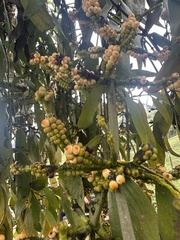 Phoradendron nervosum