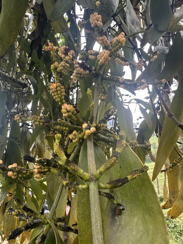 Phoradendron nervosum, photograph 2