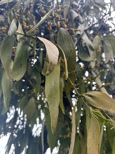 Phoradendron nervosum, photograph 3
