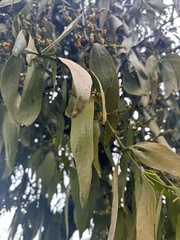 Phoradendron nervosum, photograph (c) Nicolás Baresch Uribe, some rights reserved (CC BY)