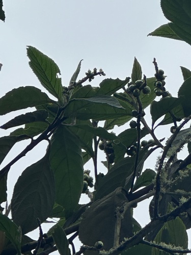 Phoradendron nervosum, photograph 5