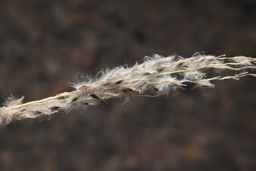 Image of Digitaria californica by (c) Anders Hastings, some rights reserved (CC BY)