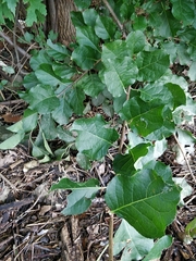 Celastrus orbiculatus