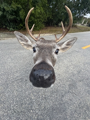 Key Deer photographed in Florida