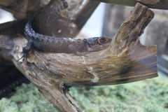 Tribolonotus gracilis