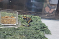Salamandra