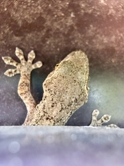 Gekko japonicus