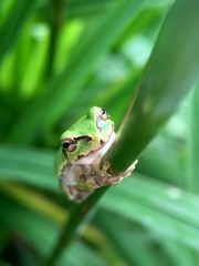 Hyla japonica