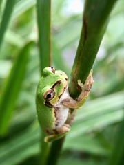 Hyla japonica