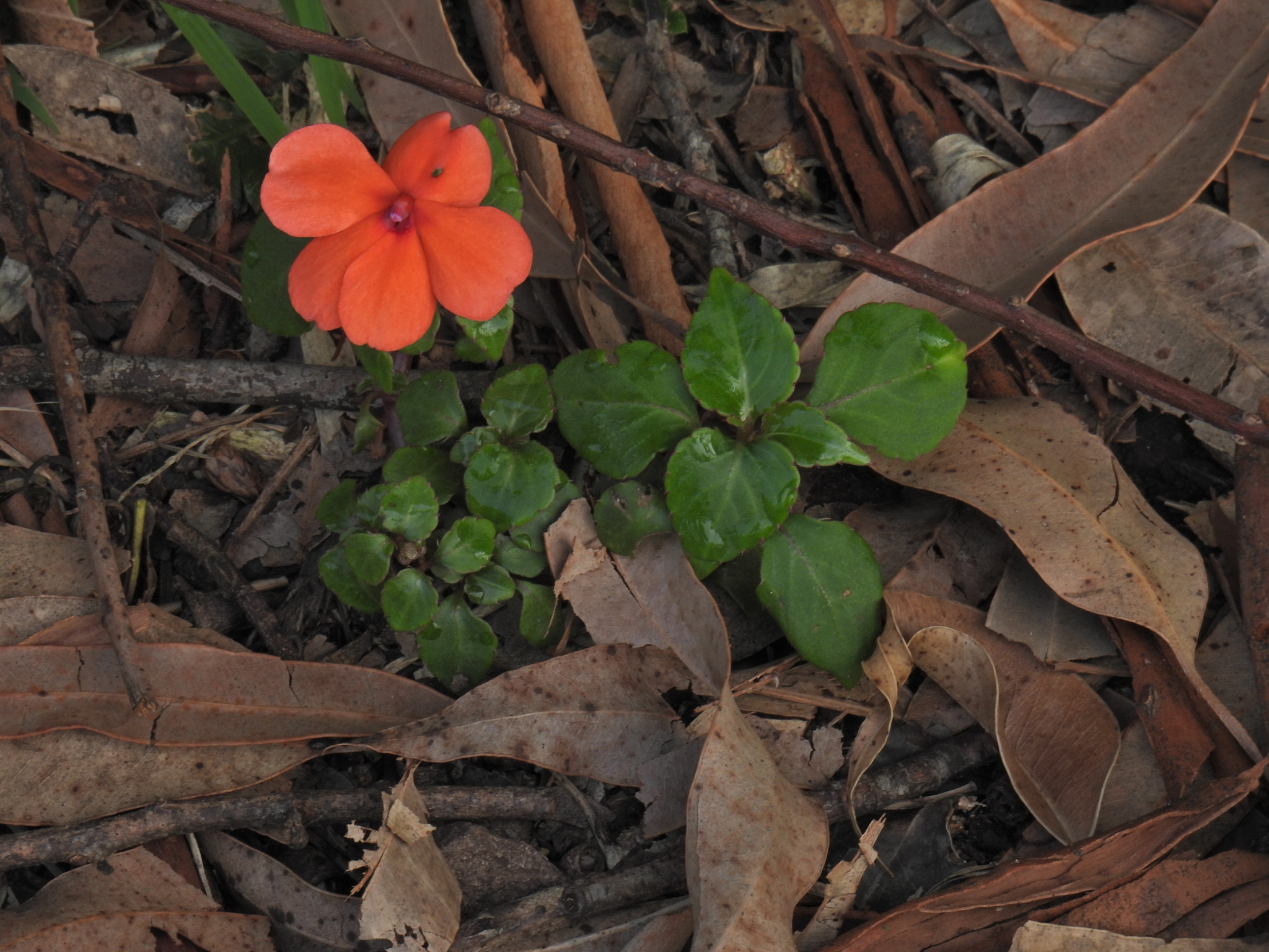 Impatiens walleriana