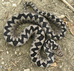 Vipera ammodytes