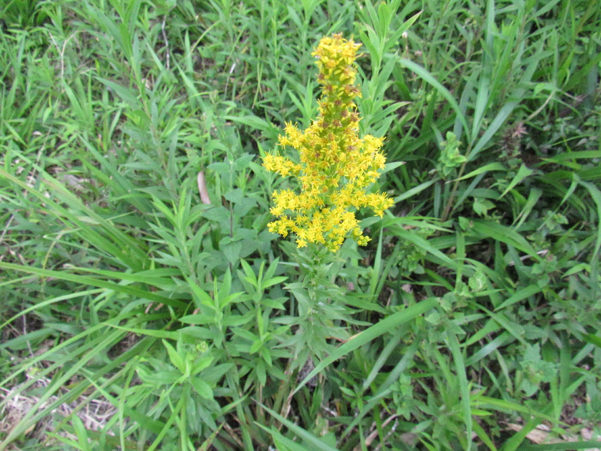 Solidago chilensis