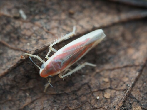 Erythridula stolata photo 2