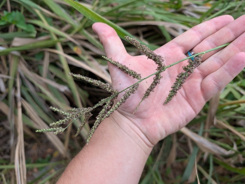 Urochloa mutica observed 2024-12-28