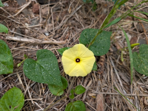 Image of Ipomoea ochracea by (c) Damien Wallace, some rights reserved (CC BY)