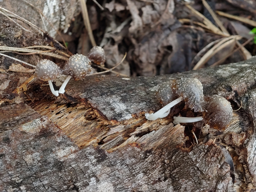 Coprinopsis fulva