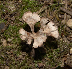 Thelephora multipartita