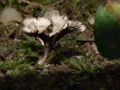 Thelephora multipartita