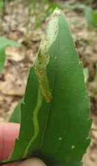 Phytomyza