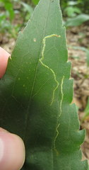Phytomyza