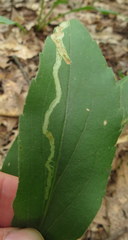 Phytomyza