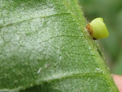 Kokkocynips rileyi