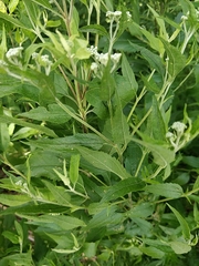 Eupatorium serotinum