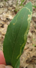 Phytomyza