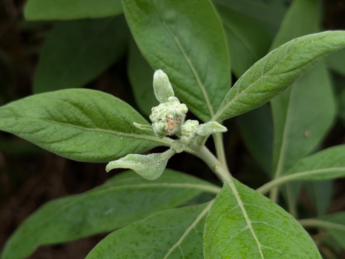 Acinia picturata observed 2024-12-28