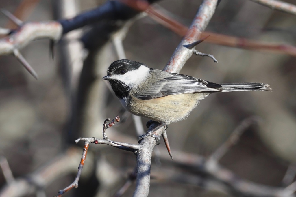 Black-capped × Mountain Chickadee