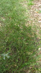 Juncus