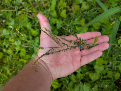 Urochloa mutica observed 2024-12-28