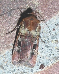Euxoa basalis